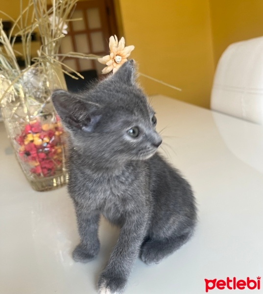 Tekir Kedi, Kedi  Duman fotoğrafı