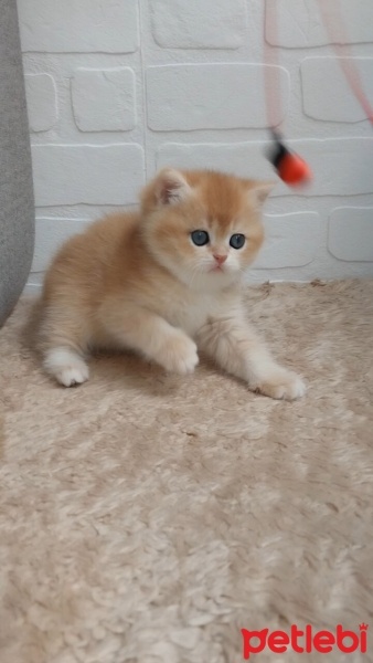 British Shorthair, Kedi  Fıstık fotoğrafı