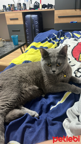 British Shorthair, Kedi  Hera fotoğrafı