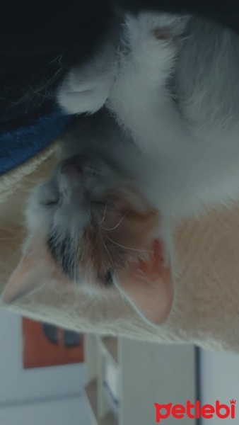 Tekir Kedi, Kedi  Melodi fotoğrafı