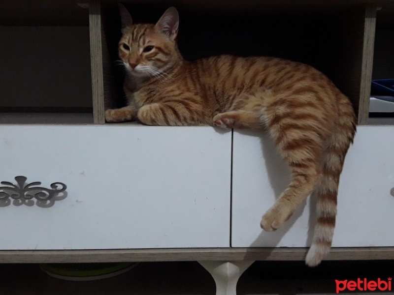 Sarman, Kedi  Azman fotoğrafı
