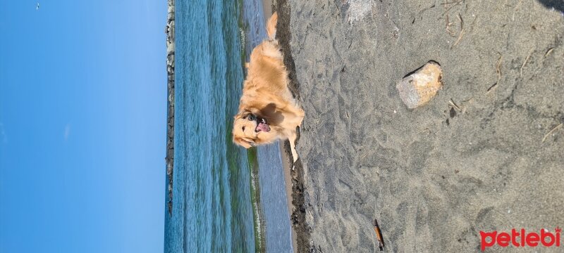 Golden Retriever, Köpek  Luna fotoğrafı