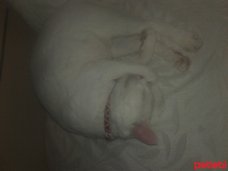 Ankara Kedisi, Kedi  NOVA fotoğrafı