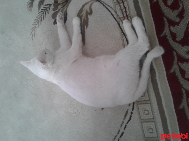 Ankara Kedisi, Kedi  NOVA fotoğrafı