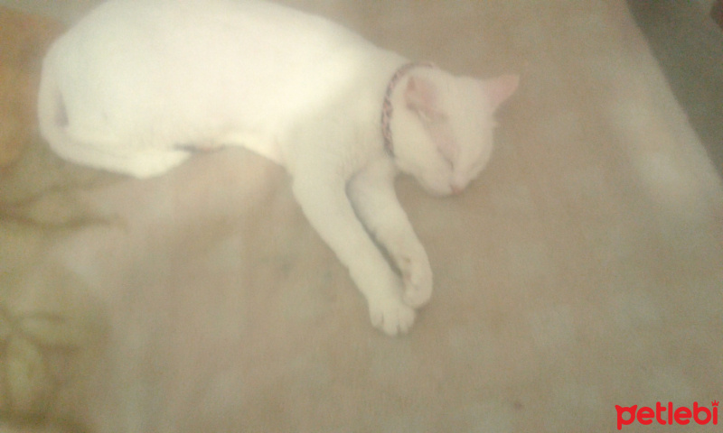 Ankara Kedisi, Kedi  NOVA fotoğrafı