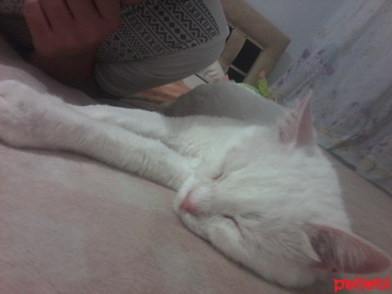 Ankara Kedisi, Kedi  NOVA fotoğrafı