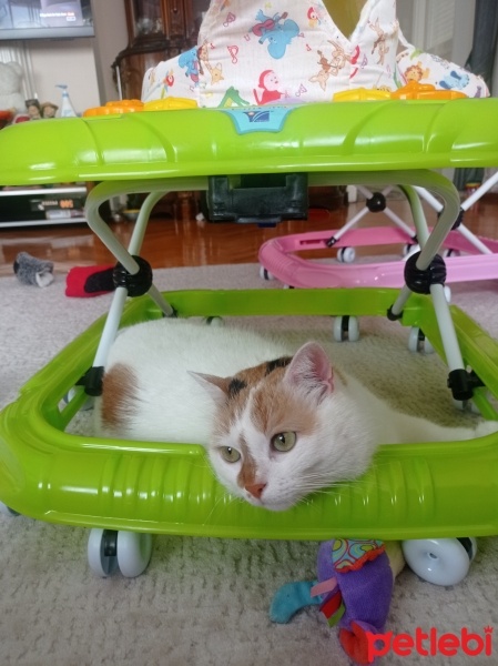 Tekir Kedi, Kedi  Yomi fotoğrafı