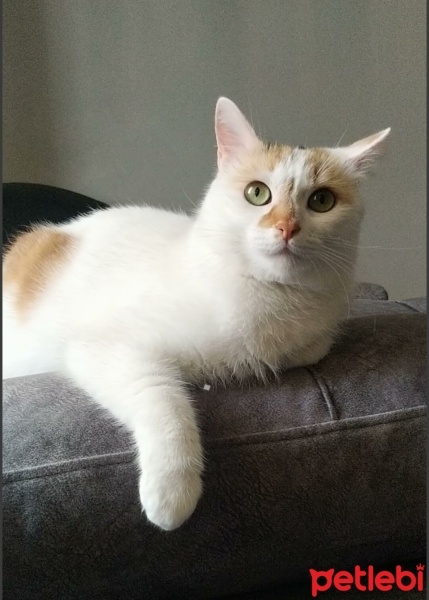 Tekir Kedi, Kedi  Yomi fotoğrafı