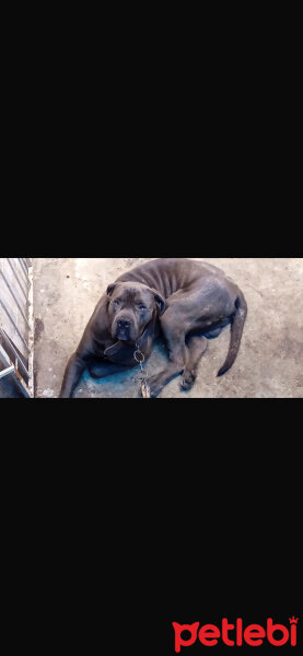 Cane Corso Italiano, Köpek  Tosun fotoğrafı