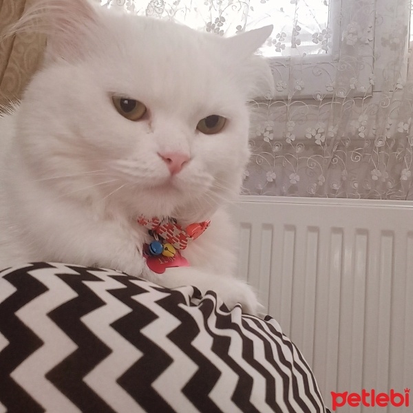 British Longhair, Kedi  Prenses fotoğrafı