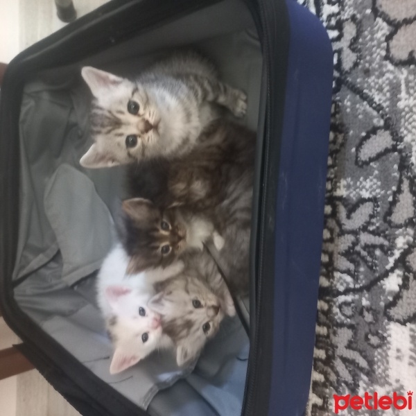 British Longhair, Kedi  Prenses fotoğrafı