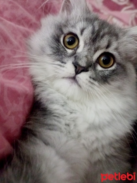 British Longhair, Kedi  Prenses fotoğrafı