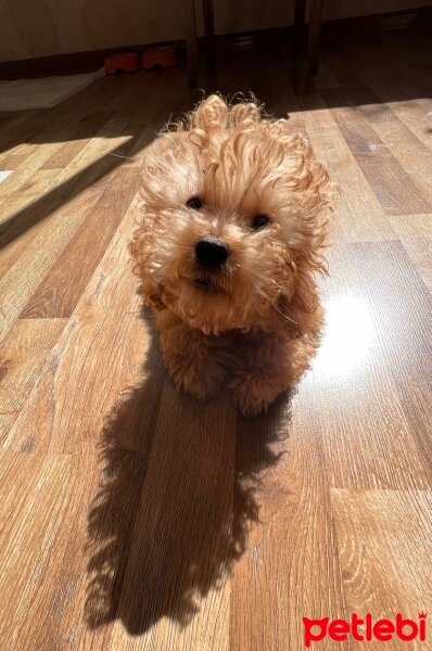 Poodle (Minyatür Kaniş), Köpek  Pascal fotoğrafı