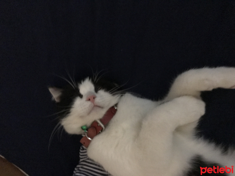 Scottish Fold, Kedi  Poki fotoğrafı