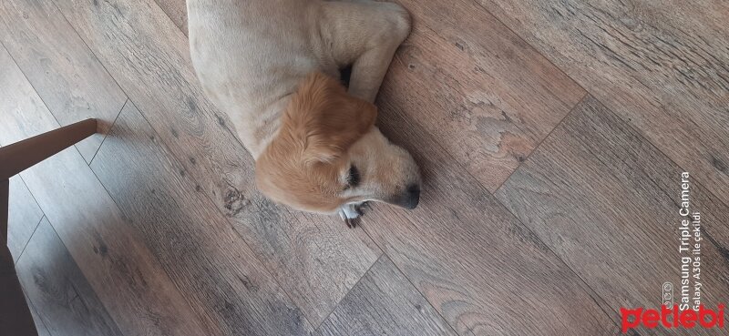 Golden Retriever, Köpek  Nazli badem fotoğrafı