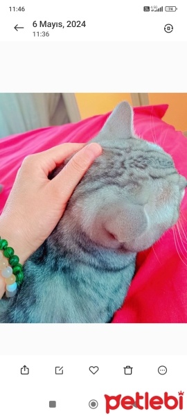 Scottish Fold, Kedi  Duman fotoğrafı