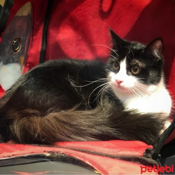 Tuxedo (Smokin) Kedi, Kedi  Gölge fotoğrafı