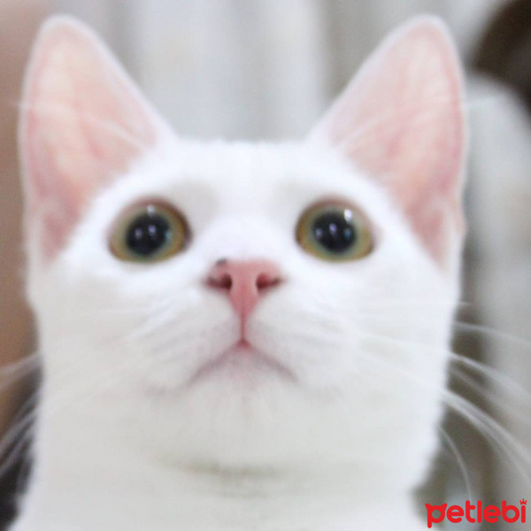 Ankara Kedisi, Kedi  Peynir fotoğrafı