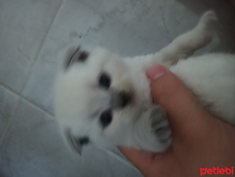 Scottish Fold, Kedi  Bihter fotoğrafı