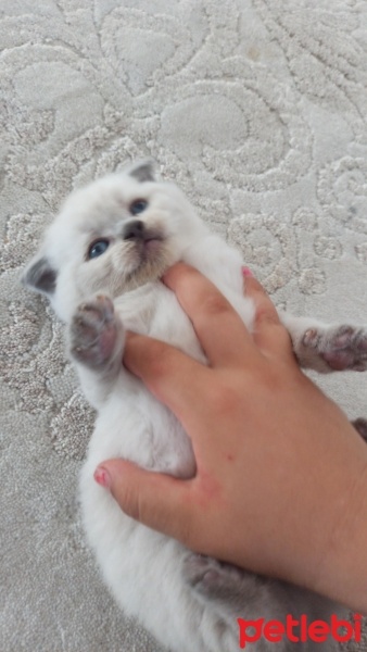Scottish Fold, Kedi  Bihter fotoğrafı