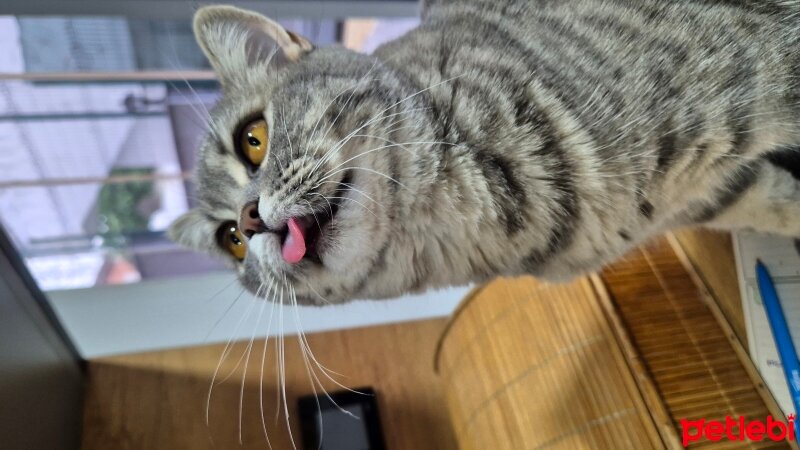 British Shorthair, Kedi  Yumak fotoğrafı