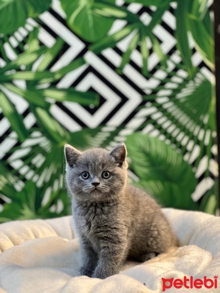 British Shorthair, Kedi  Maya fotoğrafı