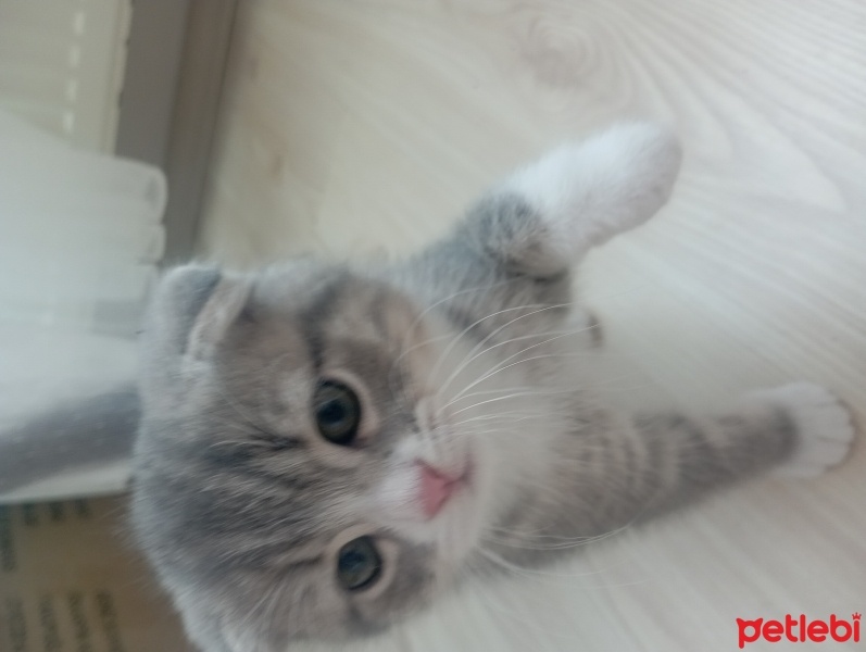Scottish Fold, Kedi  Yavru kedi fotoğrafı