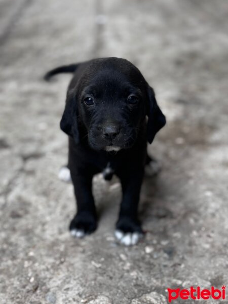 Labrador Retriever, Köpek  Labrador Mito fotoğrafı