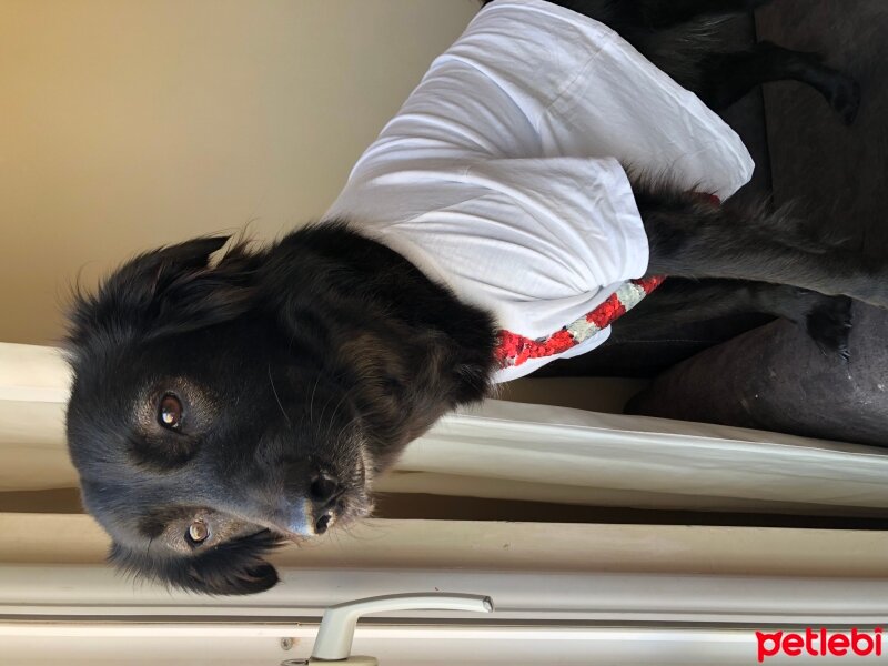 Border Collie, Köpek  Tiffany fotoğrafı