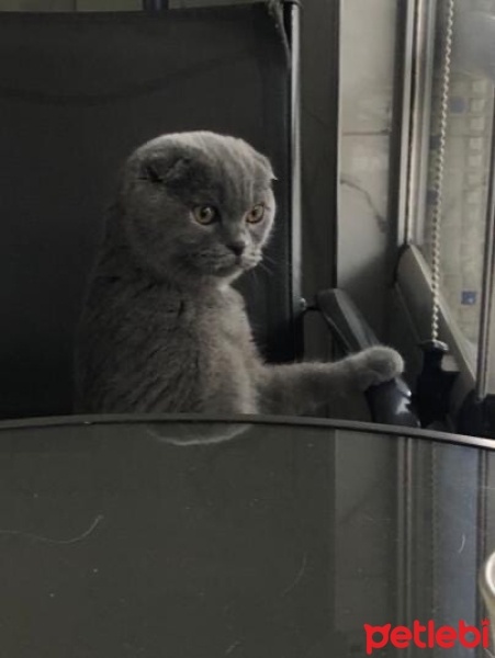 Scottish Fold, Kedi  Löpçük fotoğrafı