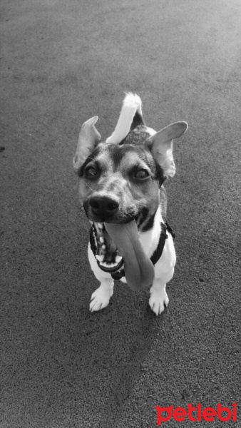 Jack Russell Terrier, Köpek  Çiko fotoğrafı