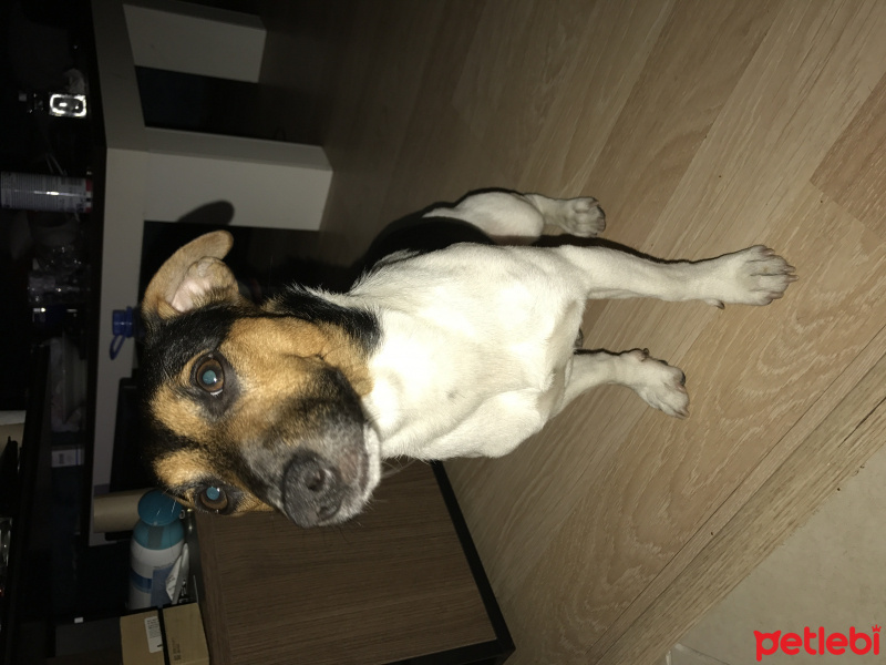 Jack Russell Terrier, Köpek  Çiko fotoğrafı