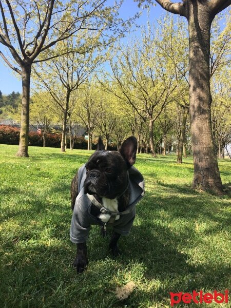 Fransız Bulldog, Köpek  Leo fotoğrafı