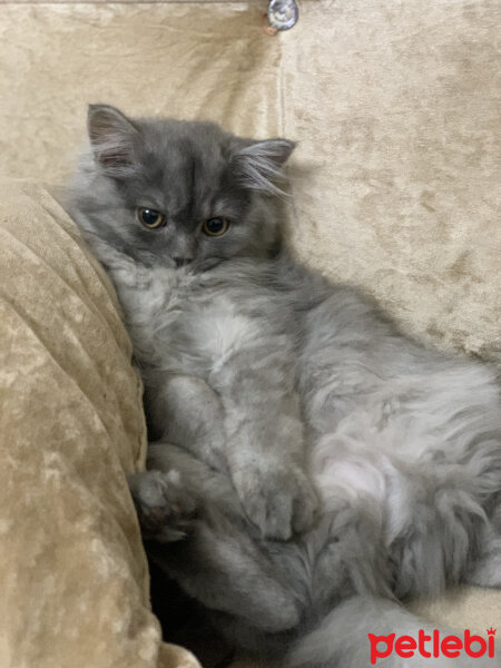 British Shorthair, Kedi  Pişö fotoğrafı