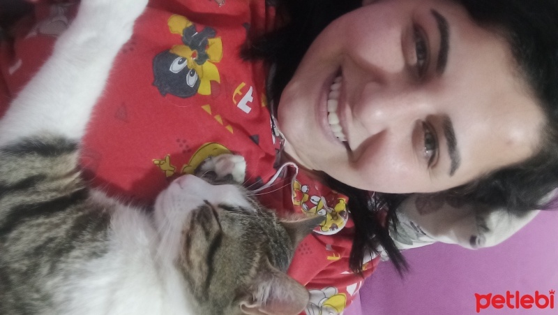Tekir Kedi, Kedi  Fındık fotoğrafı