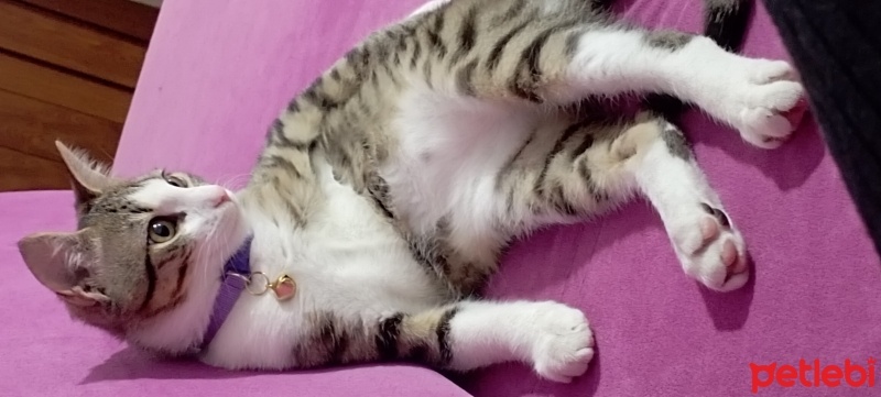 Tekir Kedi, Kedi  Fındık fotoğrafı