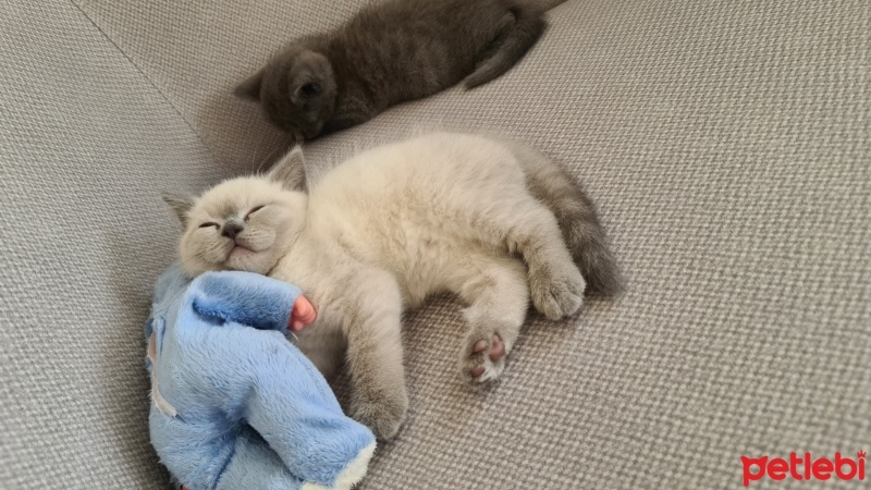 British Shorthair, Kedi  Bulut fotoğrafı
