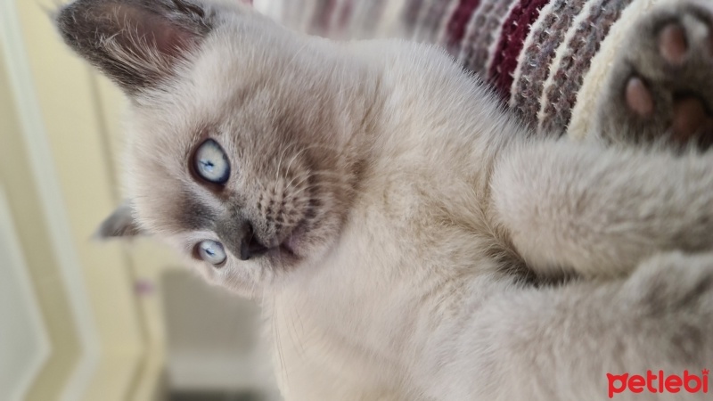 British Shorthair, Kedi  Bulut fotoğrafı