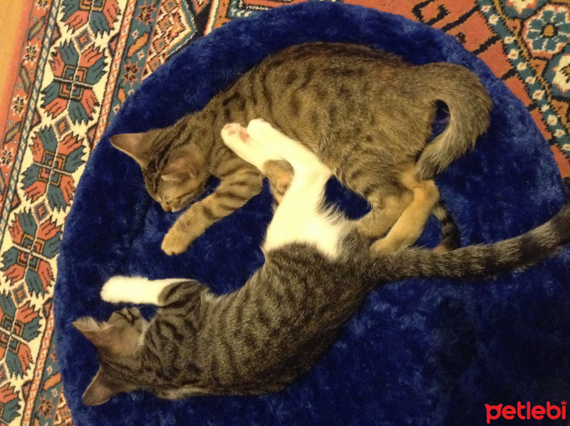 Tekir Kedi, Kedi  Paris ve Persik fotoğrafı