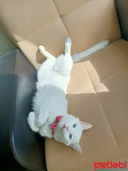 Van Kedisi, Kedi  Mia fotoğrafı