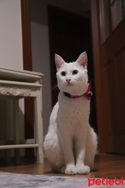 Van Kedisi, Kedi  Mia fotoğrafı