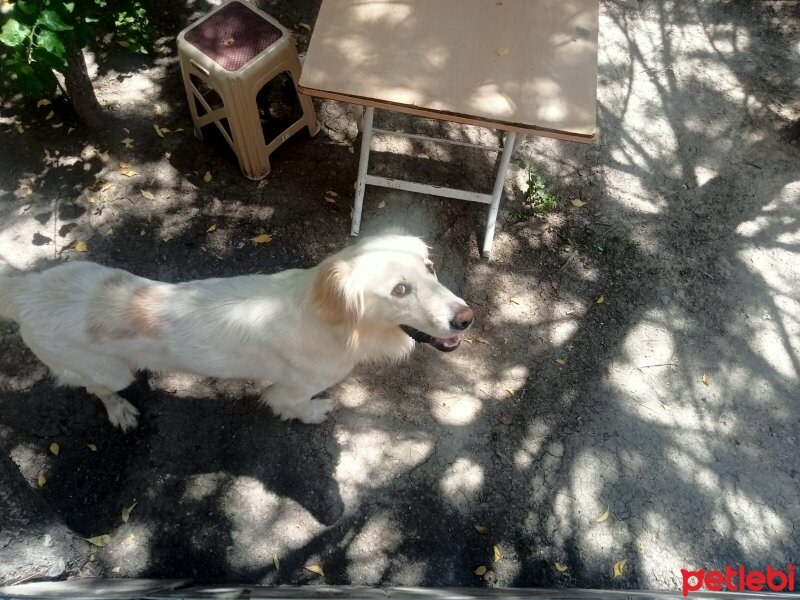 Golden Retriever, Köpek  Cesur fotoğrafı