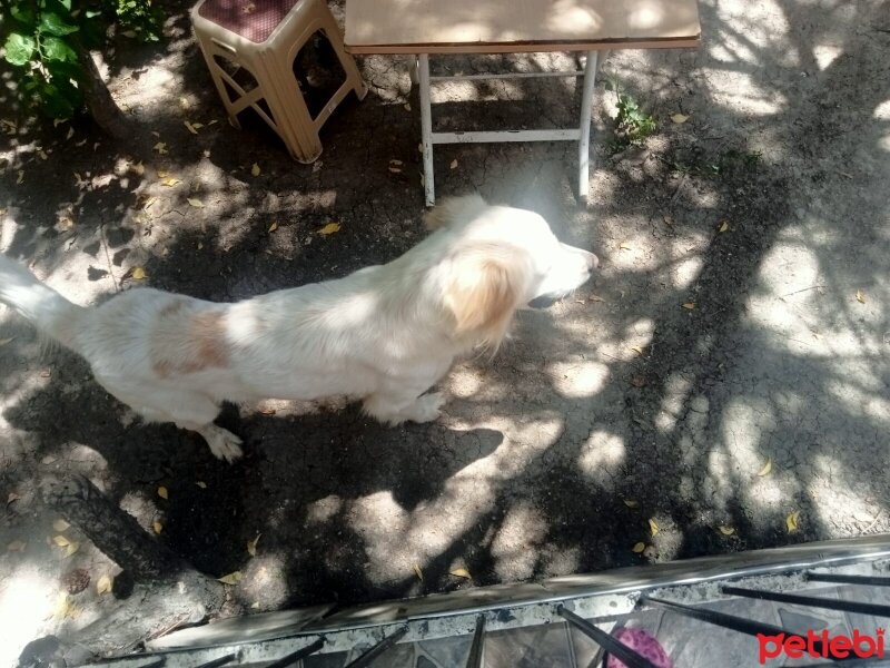 Golden Retriever, Köpek  Cesur fotoğrafı