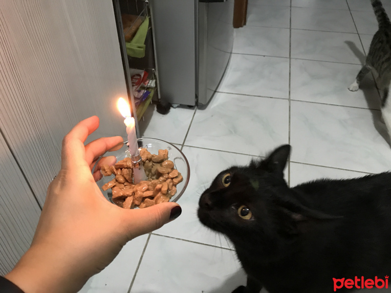 Bombay, Kedi  Gece fotoğrafı
