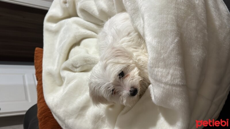 Maltese, Köpek  Cookie fotoğrafı