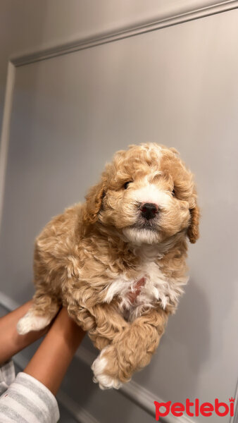 Poodle(Standart Kaniş), Köpek  Cookie fotoğrafı