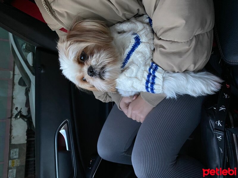 Shih Tzu, Köpek  Achilles fotoğrafı