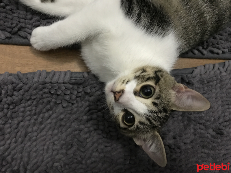 Tekir Kedi, Kedi  Kitty  fotoğrafı