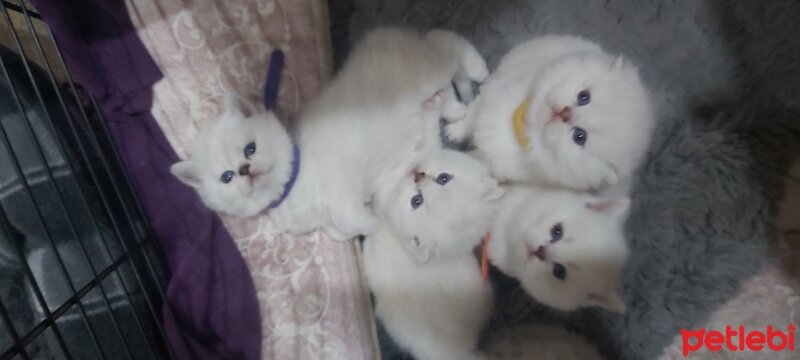 Scottish Fold, Kedi  Scottish fotoğrafı