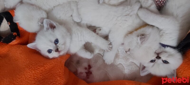 Scottish Fold, Kedi  Scottish fotoğrafı